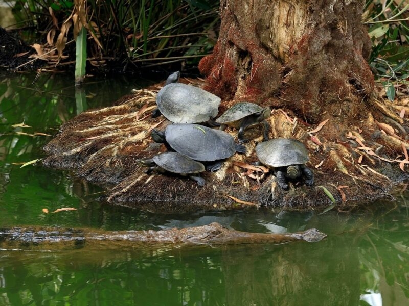 crocodila passing turtles Australia
