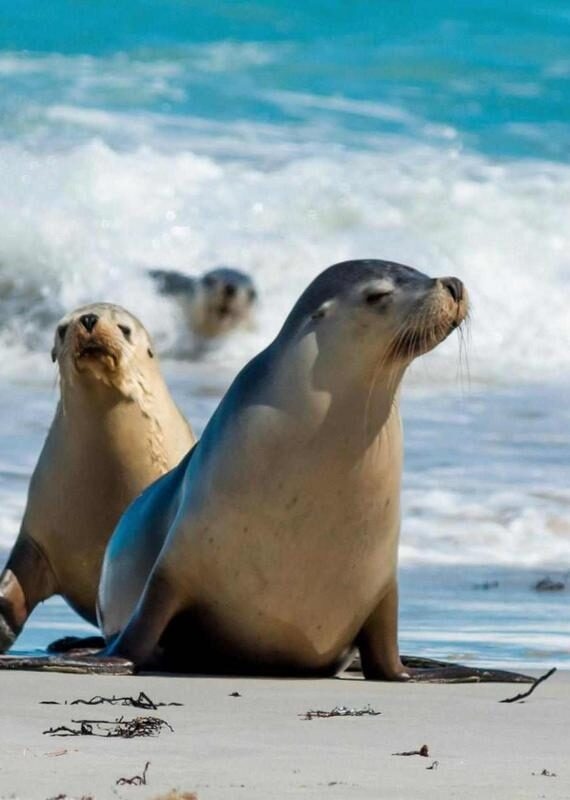 Seal Bay Kangaroo Island in South Australia.