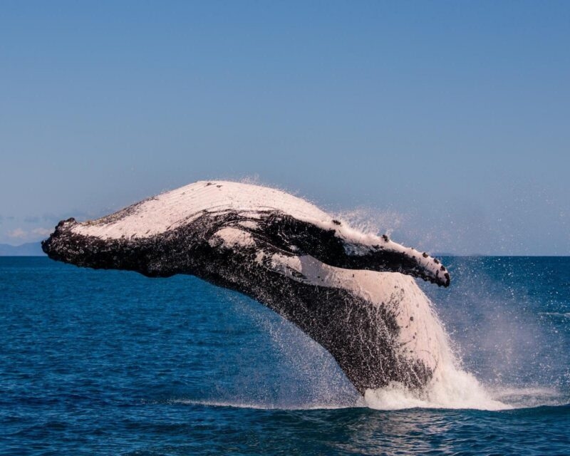 Breaching humpback whale in the Whitsunday Islands Queensland Australia