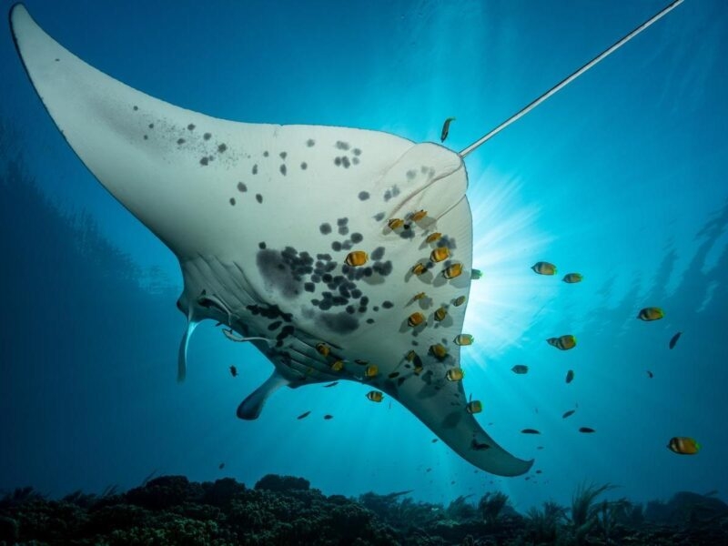 The underside of a large manta ray swimming in blue water with small yellow fish and sun rays in the background.