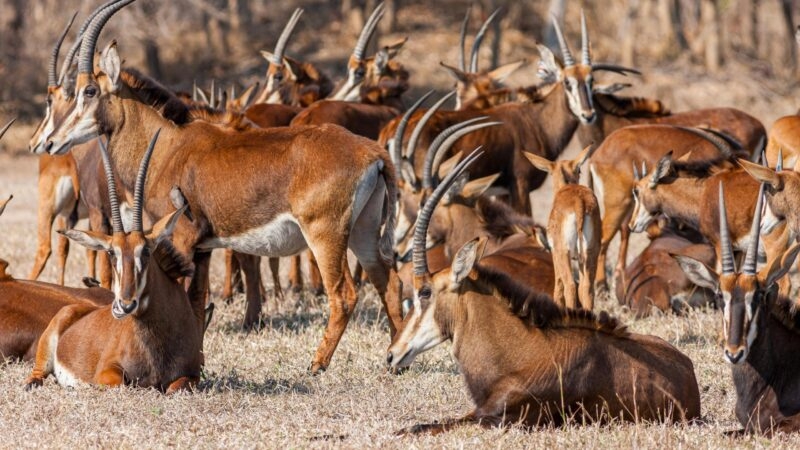 Mozambique, Gorongosa National Park