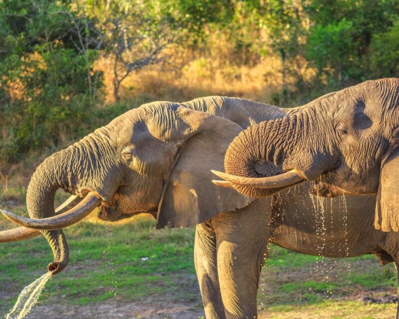 Closeup of two elephants drinking at a waterhole