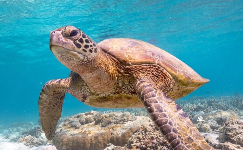 Swimming with turtles on the Great Barrier Reef in the Whitsundays