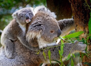 Australia thumbnail
