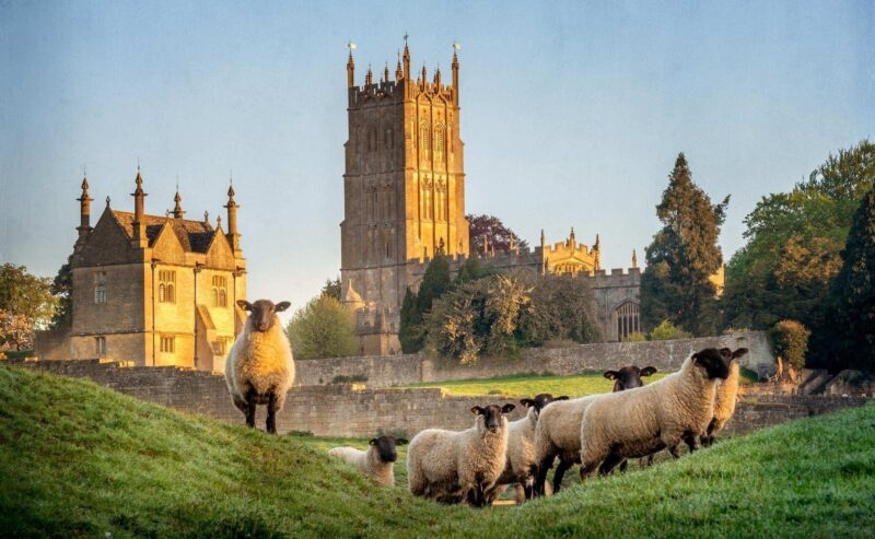 Cotswold sheep neer Chipping Campden in Gloucestershire with Chu