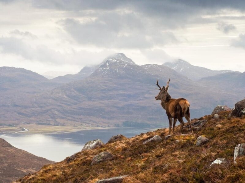 Wild stag in Scottish highlands during winter