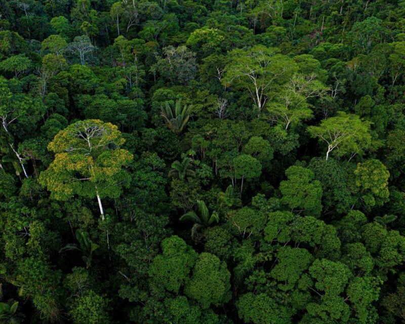 aerial view of the tree canopy in the Amazon rainforest