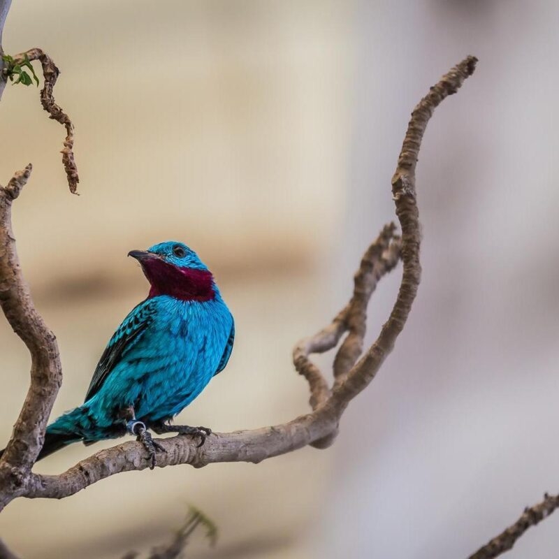 A purple-breasted cotinga bird perched on a bare tree branch