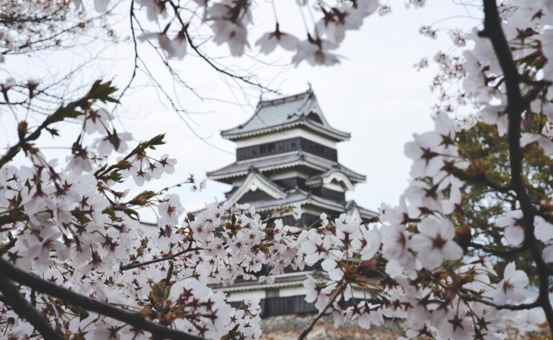 cherry blossom Japan