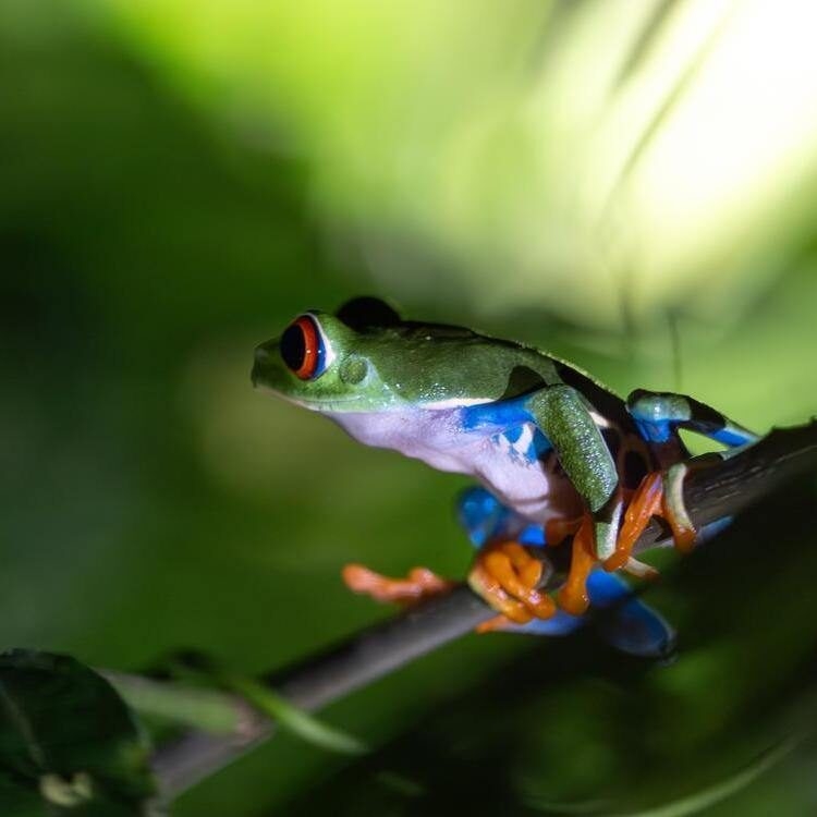 Brightly coloured frog with red eyes and orange feet sit on a branch with a green background.