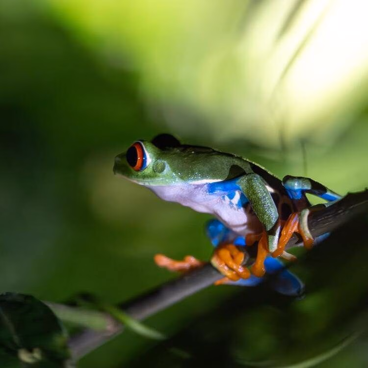 Close-up of a green red-eyed tree frog perched on a branch in a tropical setting on luxury Family vacations.
