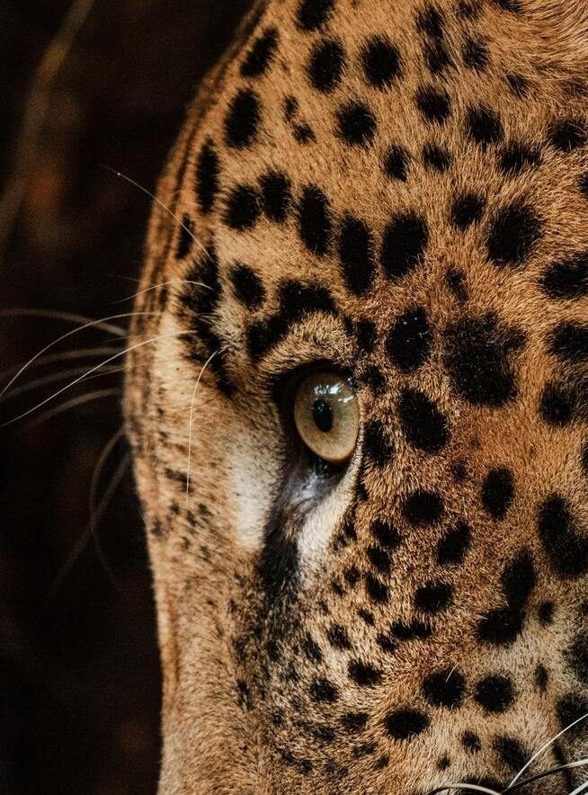 Close up of a leopard's eye and spots on its face