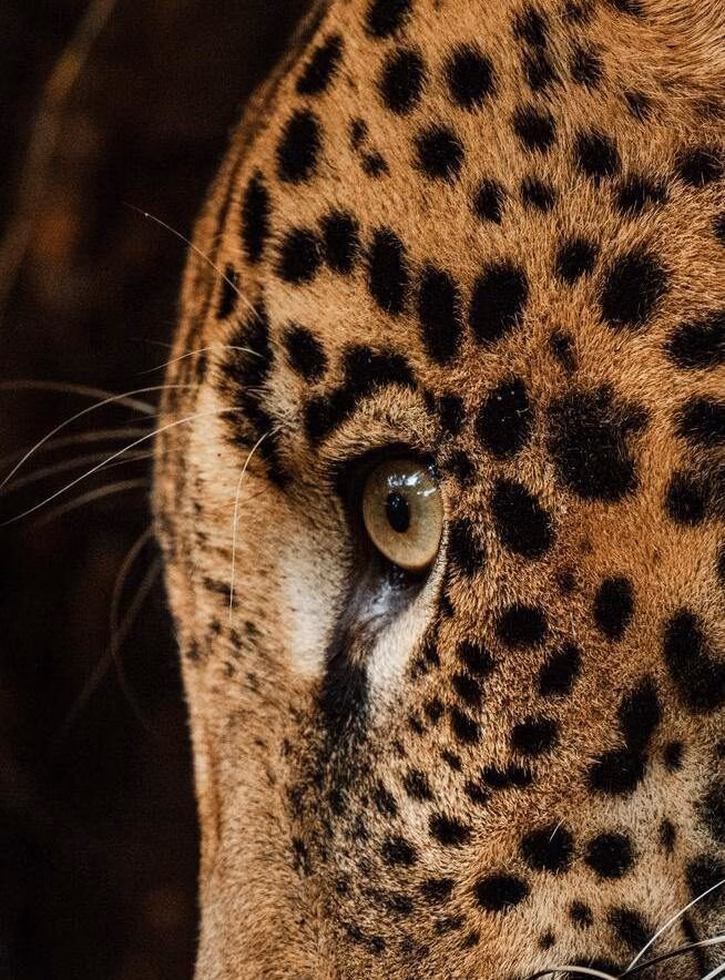 Close-up of a leopard's eye and spotted facial markings during luxury Family vacations.