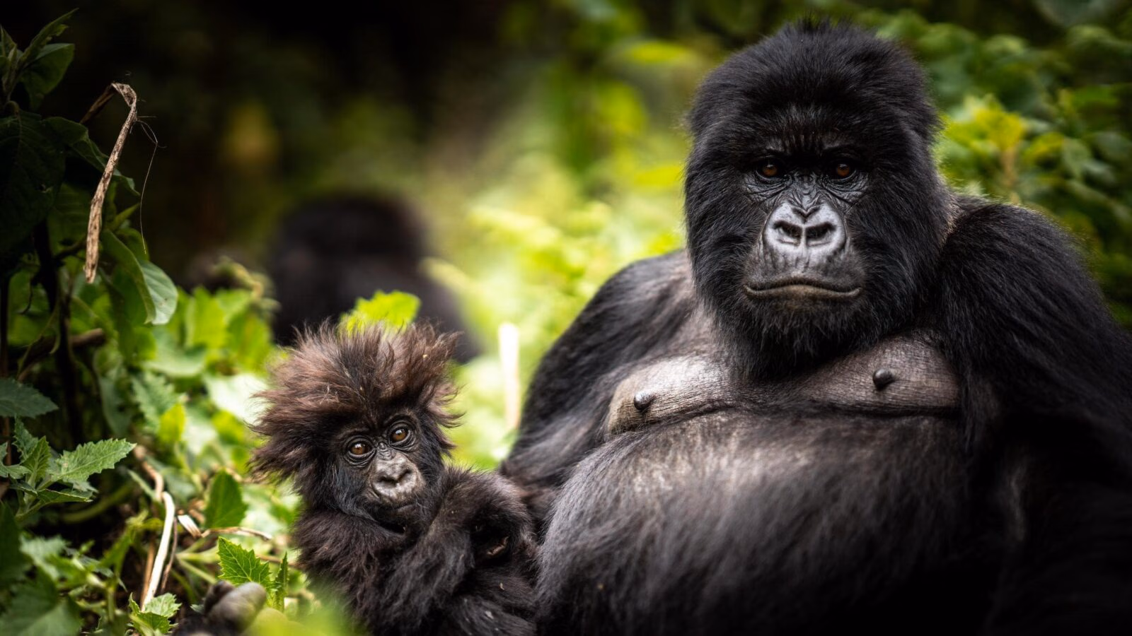 An adult gorilla and a small baby gorilla with fuzzy hair sitting amidst green foliage in the wild.