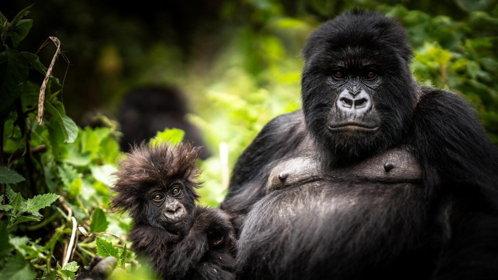 An adult gorilla and a small baby gorilla with fuzzy hair sitting amidst green foliage in the wild.