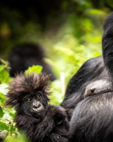 When is the Best Time to Visit Rwanda?