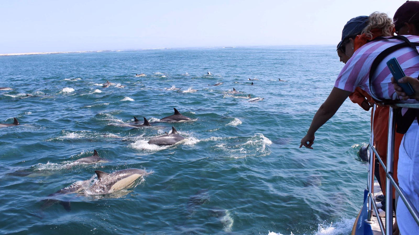 A person pointing at a pod of dolphins swimming alongside a boat.