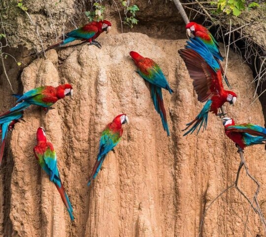 Macaws perched on a cliff in the Peruvian Amazon