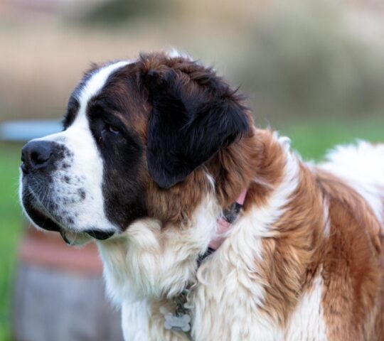 A close-up of a St. Bernard dog.