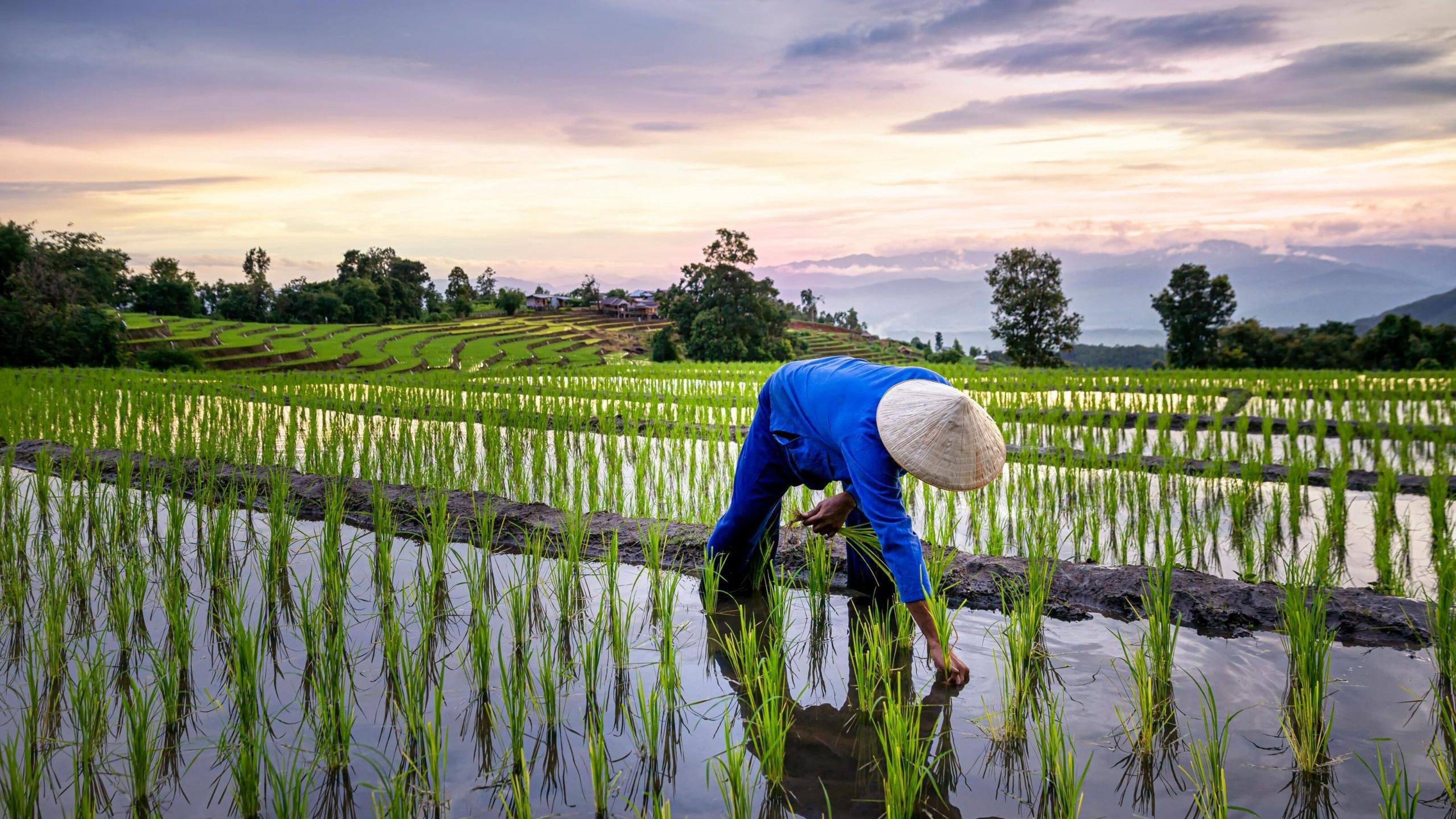 Farmers farming on rice terraces. Ban Pa Bong Piang