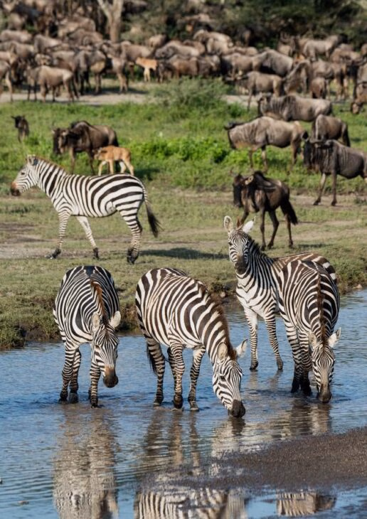 Zebra and wildebeest graze together beside a river, a cheetah eyes the herd in the Maasai Mara and a young cheetah family frolic in the greenery.