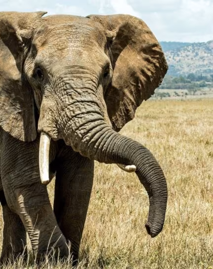 Top 10 Private Game Reserves and Conservancies in Africa for 2026/27