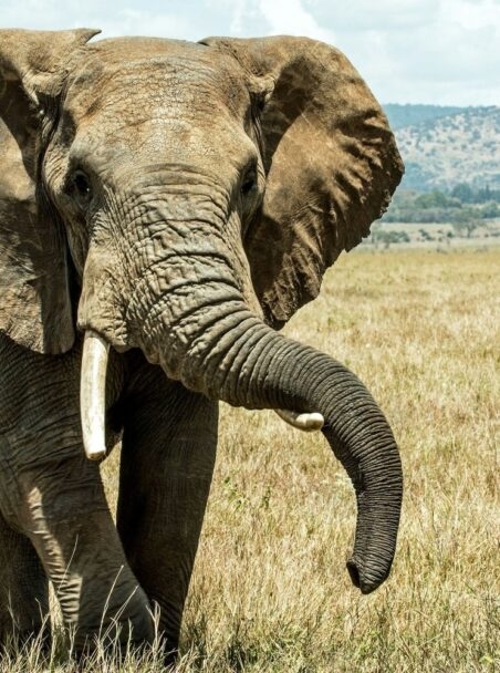 Top 10 Private Game Reserves and Conservancies in Africa for 2026/27