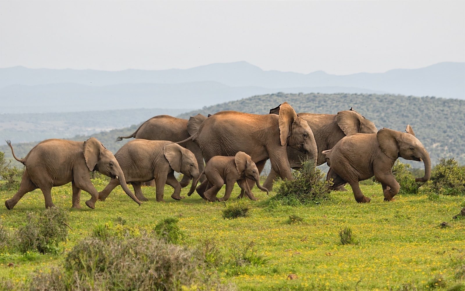 Elephants are just one of the many incredible animals to be spotted in South Africa's game reserves