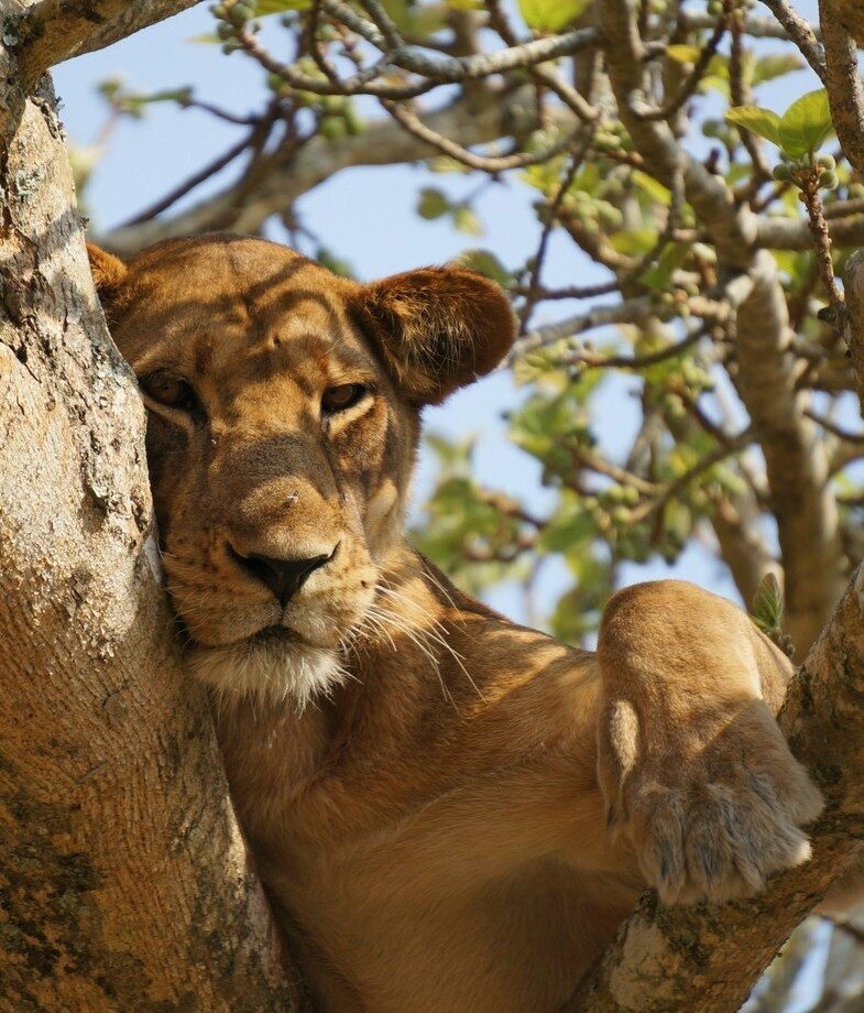 South Africa's big cats are truly a sight to behold – keep an eye out for lions and leopards during game drives