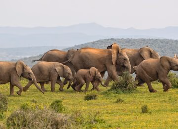 South Africa thumbnail