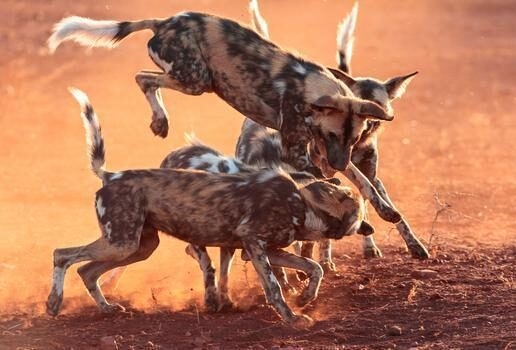 Take part in rhino notching in Kwandwe, spot the Magnificent Seven, including African wild dogs in Madikwe or look out for smaller wildlife such as pangolins in Tswalu