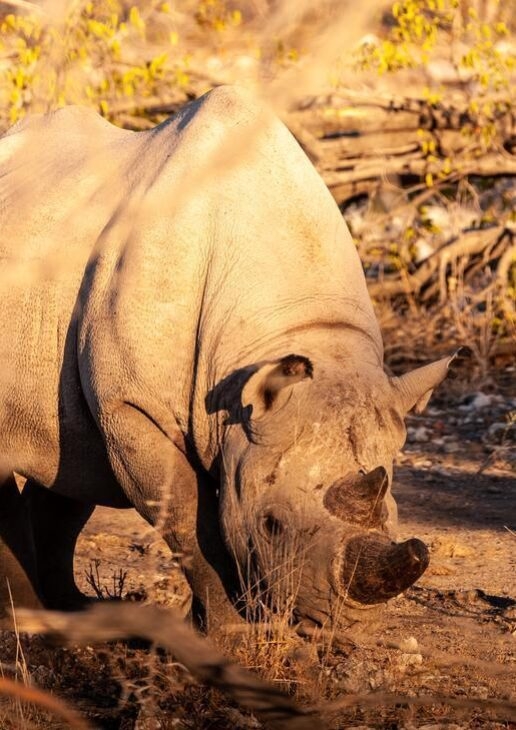 Take part in rhino notching in Kwandwe, spot the Magnificent Seven, including African wild dogs in Madikwe or look out for smaller wildlife such as pangolins in Tswalu