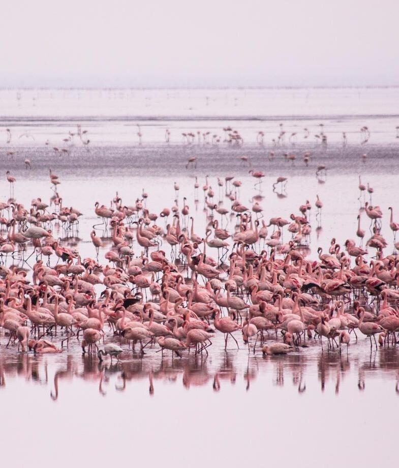Flamingos gathering in the shimmering shallows of Lake Manyara National Park, and a watchful impala standing in the grasslands of Tarangire National Park.