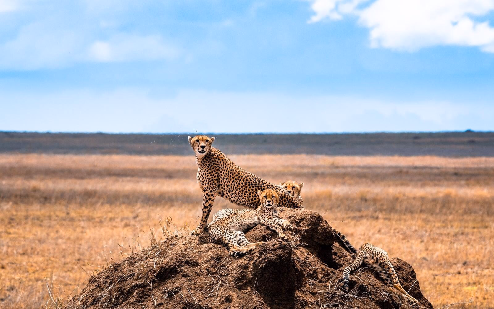 A cheetah family lounging on a kopje in Serengeti National Park, keeping watch over the wide-open plains.