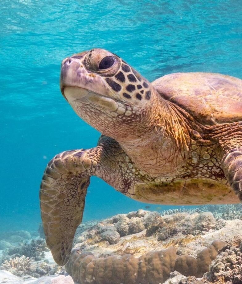 A tender moment between lions on the African savannah and a sea turtle gliding through the clear waters of the Whitsundays on the Great Barrier Reef, Australia.