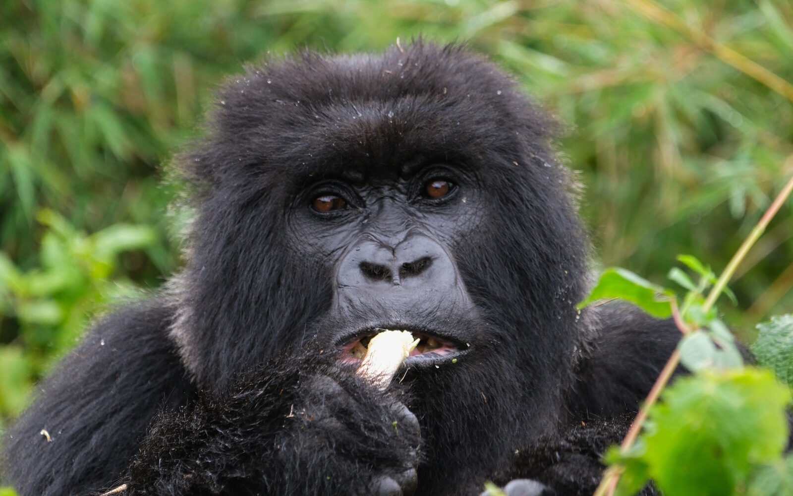 Come face to face with a mountain gorilla on a guided trekking safari in Rwanda, spending time quietly observing these remarkable animals in their forest home.