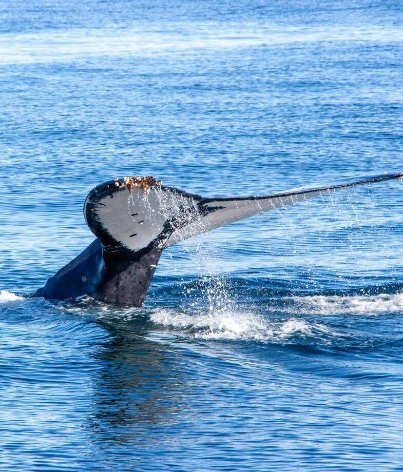 Watch whales surface and tail-slap along South Africa’s Whale Coast, or end the day in Damaraland’s red, rocky landscapes as the sky turns soft shades of pink.