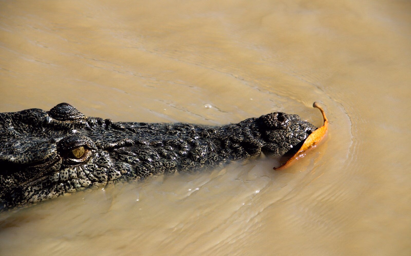 A saltwater crocodile, or 'salty,' glides through the murky waters of Kakadu National Park, Australia’s Top End.