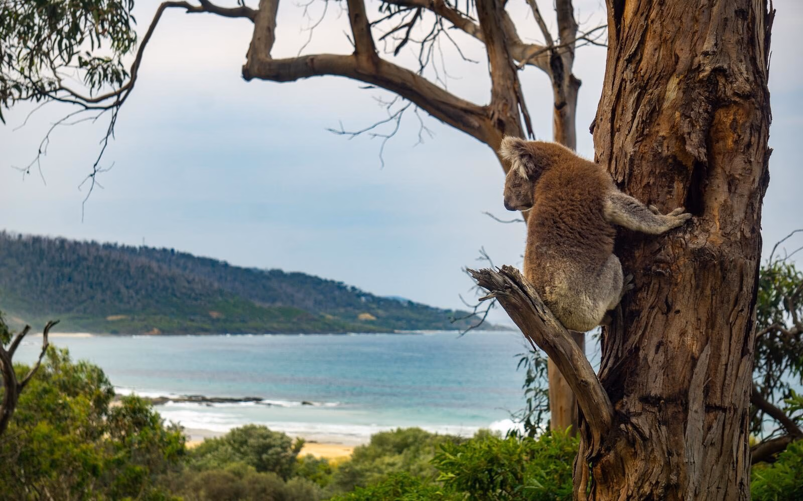 A wild koala clinging to a eucalyptus branch gazing out toward the coastline of the Great Ocean Road.