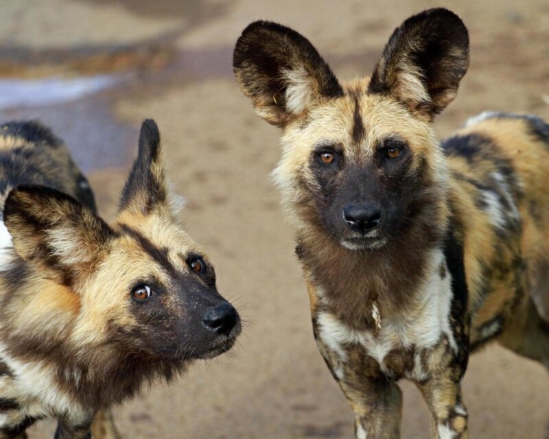 Portrait of two African wild dogs with brown, black, and white fur looking forward.