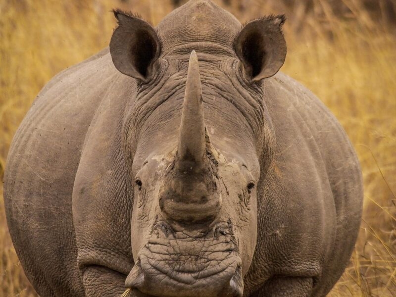 Front view close-up of a rhinoceros with a prominent horn in the grassy Matobo Hills of Zimbabwe.