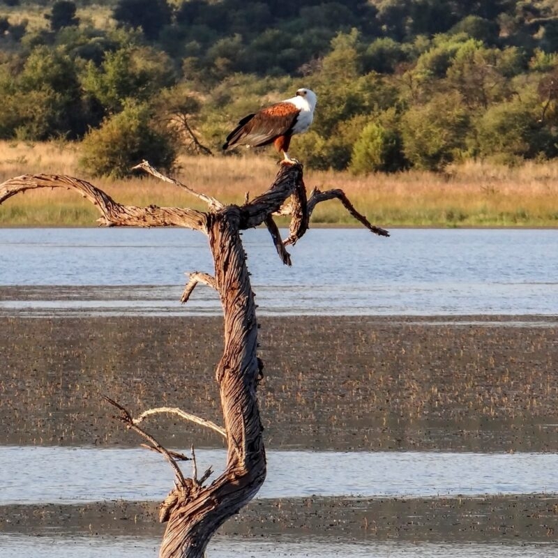 An African fish eagle with a white head and brown wings perched on a dead tree in a lake.