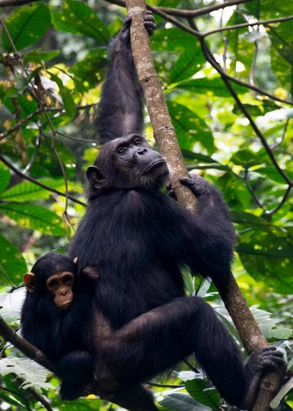 A black chimpanzee with its baby clinging to its fur as it climbs a tree in a dense jungle.