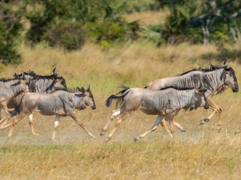 Four wildebeest running through tall dry grass on the African savanna.