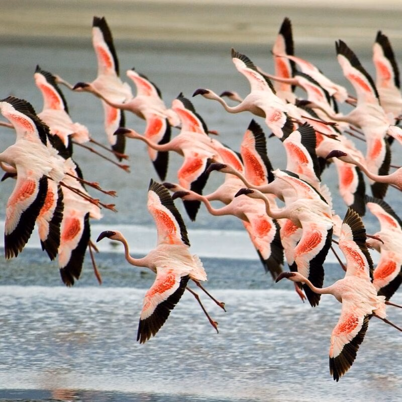 A person sits in a silhouette under a tent looking out at a giraffe in a golden field at sunset in Tanzania.