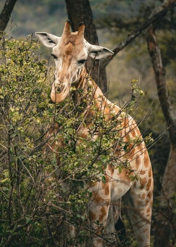 A giraffe with its head near a green bush in a wooded savanna area.