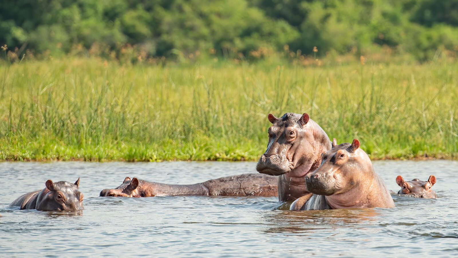 A group of hippos in a river with their heads and backs visible above the water.