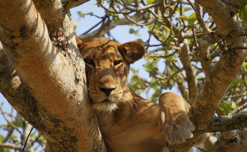 A lioness lying on a thick tree branch peering through the leaves.