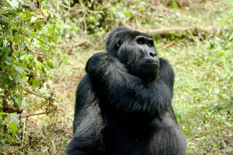 A close-up of a black mountain gorilla sitting in the grass surrounded by green foliage.