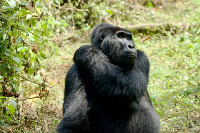 A close-up of a black mountain gorilla sitting in the grass surrounded by green foliage.